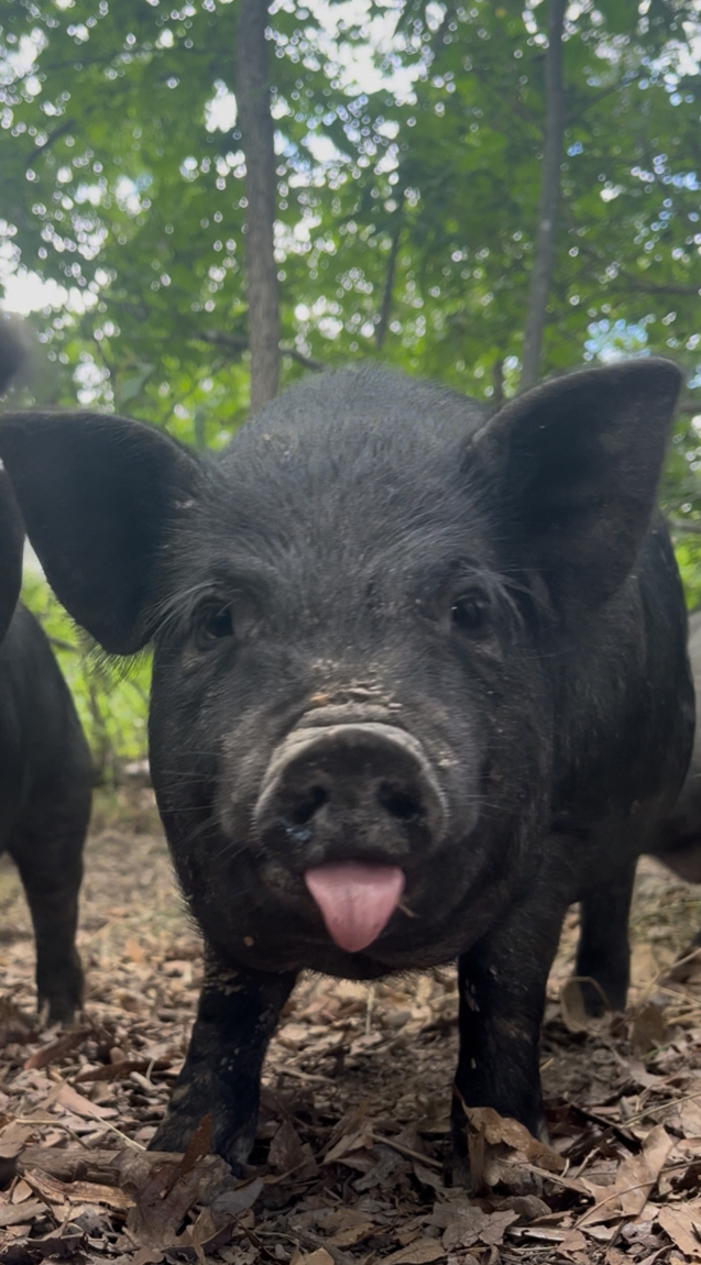 A cute piglet at Woobie Farm in Fredericksburg, Virginia
