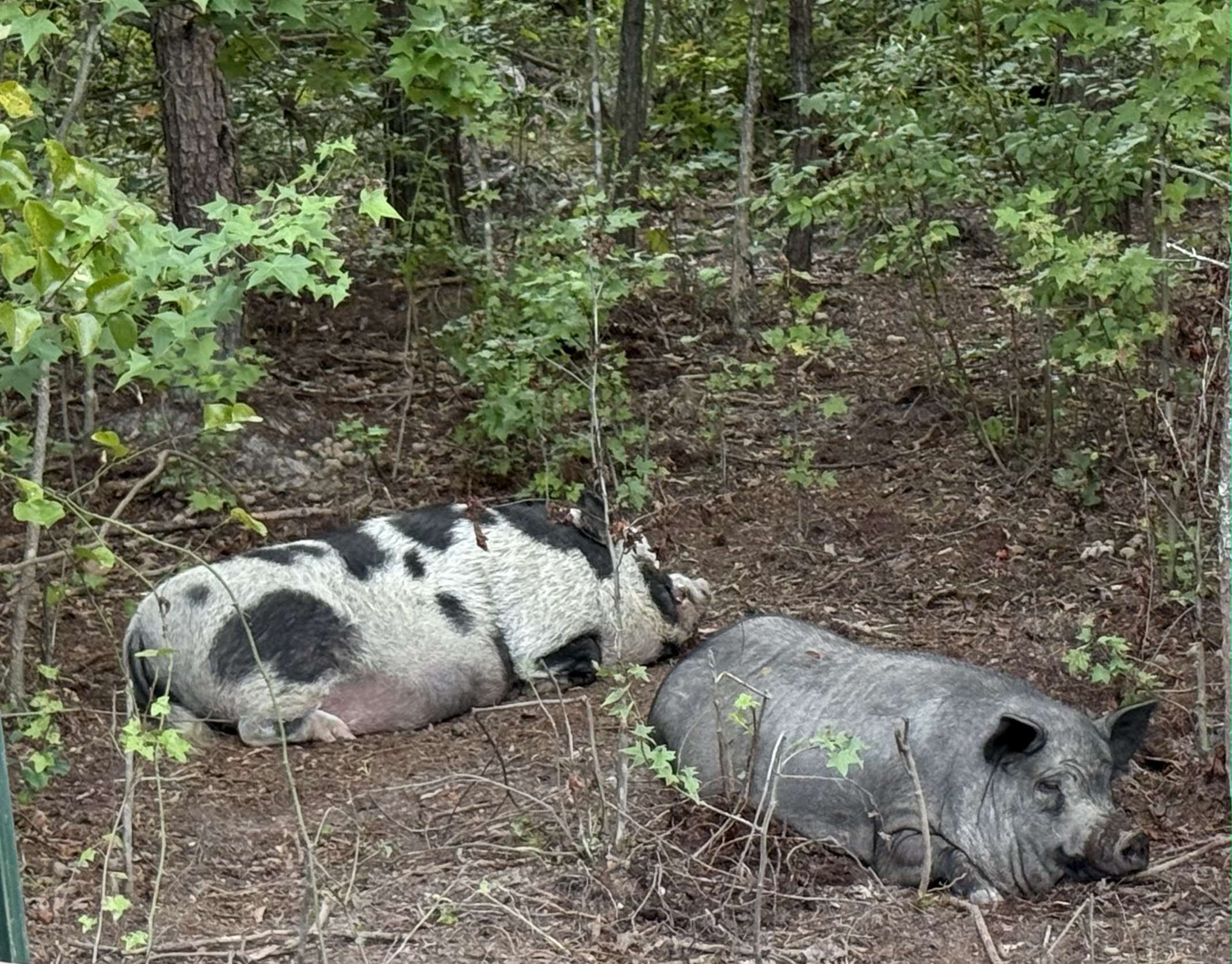 A Woobie Farm pasture-raised pig on the family's farm in Fredericksburg, Virginia